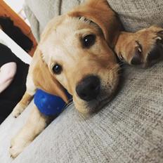 Blanding af racer Marley