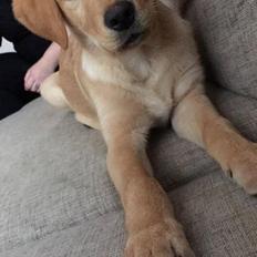 Blanding af racer Marley