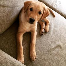 Blanding af racer Marley