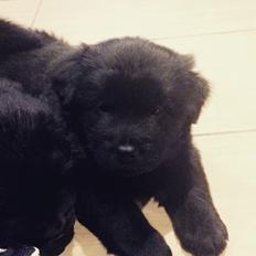 Blanding af racer Holly