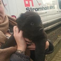 Blanding af racer Holly