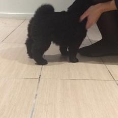 Blanding af racer Holly