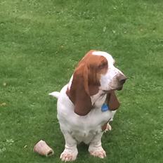 Basset hound Malou