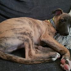 Whippet Kennel All Stars Fighter (bortgået)