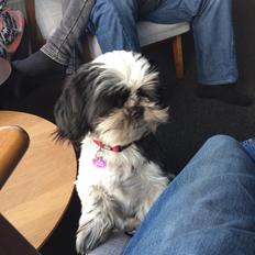 Shih tzu Frigga