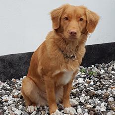 Nova scotia duck tolling retriever Fenja