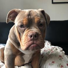 Olde english bulldogge Rolex