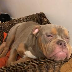 Olde english bulldogge Rolex