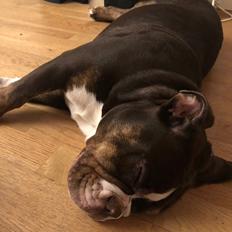 Olde english bulldogge Panda