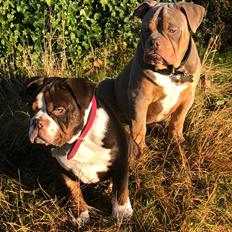 Olde english bulldogge Panda