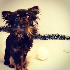 Chihuahua Rosa