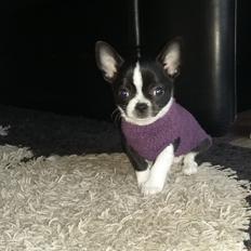 Chihuahua Keld (Diablo)
