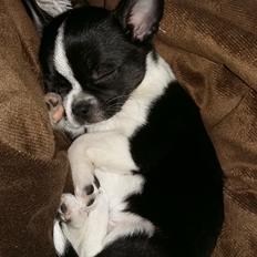 Chihuahua Keld (Diablo)