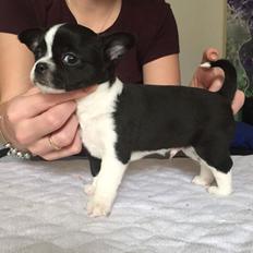 Chihuahua Keld (Diablo)