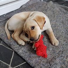 Labrador retriever Astrid 