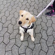 Labrador retriever Astrid 