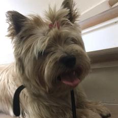 Cairn terrier Cosmo