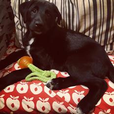 Blanding af racer Jørn 