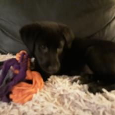 Blanding af racer Jørn 