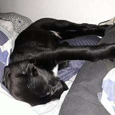 Blanding af racer Jørn 