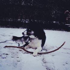 Siberian husky Boss