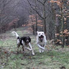 Labrador retriever Manze