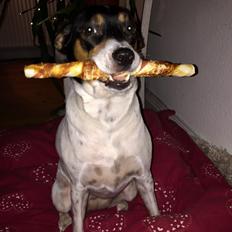 Blanding af racer Dina The Diva