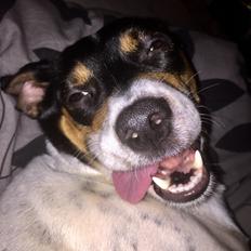 Blanding af racer Dina The Diva