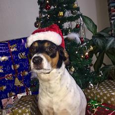 Blanding af racer Dina The Diva