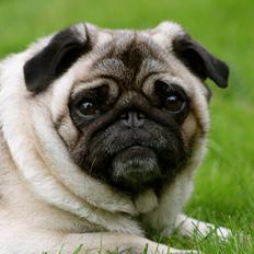 Mops Adeltands Soya *Berta*