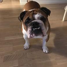 Engelsk bulldog Arnold