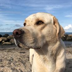 Labrador retriever Noah