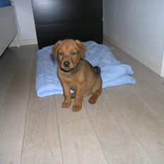 Blanding af racer Kato