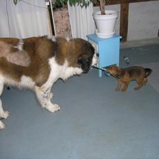 Blanding af racer Kato