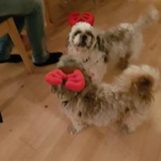 Shih tzu Nelson aka Niels