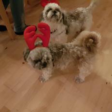 Shih tzu Nelson aka Niels