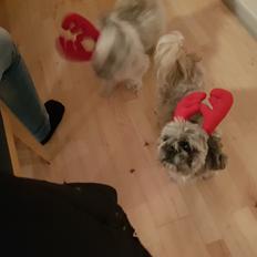 Shih tzu Nelson aka Niels