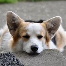 Welsh corgi pembroke Dina