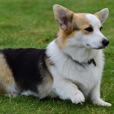 Welsh corgi pembroke Dina