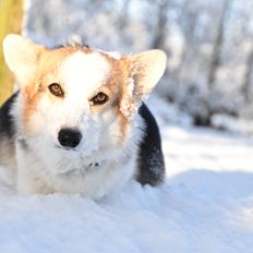 Welsh corgi pembroke Dina