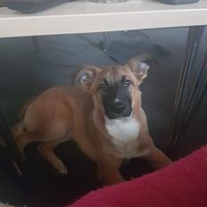 Blanding af racer Milo