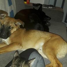 Blanding af racer Milo