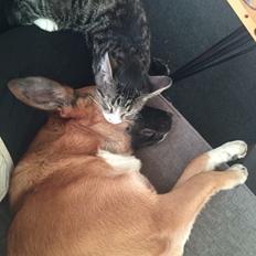 Blanding af racer Milo