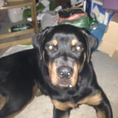 Rottweiler aslan 