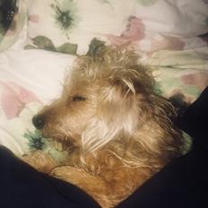 Blanding af racer Mathilde