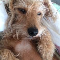 Blanding af racer Mathilde