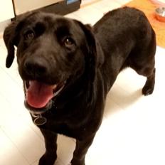 Blanding af racer Lady