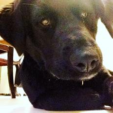 Blanding af racer Lady