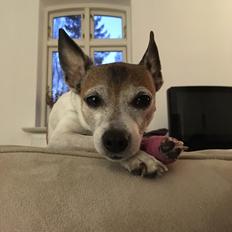 Blanding af racer Bailey