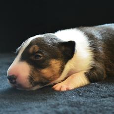 Bullterrier miniature Banshee